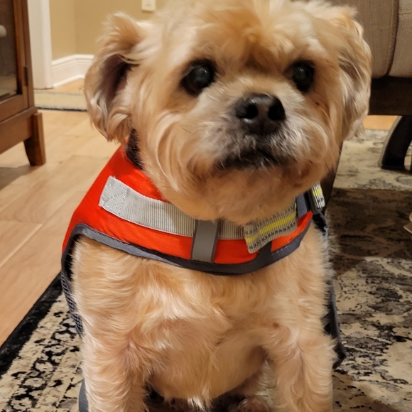 Youly Dog The Beach Bum Dog Life Jacket Poshmark